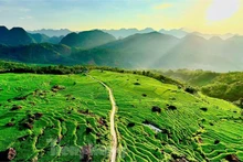 Pu Luong : les rizières verdoyantes captivent les voyageurs