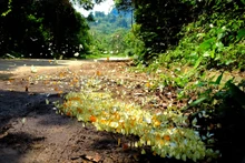 Le parc national de Cuc Phuong à Ninh Binh (au Nord du Vietnam) couvre une superficie de 25 000 hectares, avec une flore et une faune riches et diversifiées typiques des forêts tropicales humides. Photo : laodong.