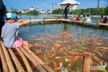 Un aquarium de carpes koï à Hanoï