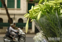 Les lys blancs remplissent les rues de Hanoï