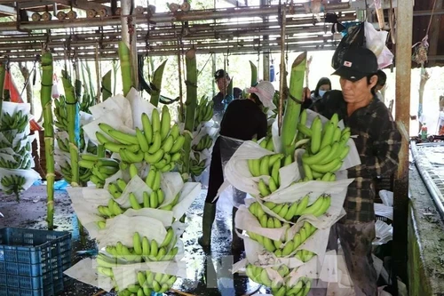 Les exportations de produits agrico-sylvicoles et aquatiques en hausse de près de 30 % en janvier. Photo : VNA.