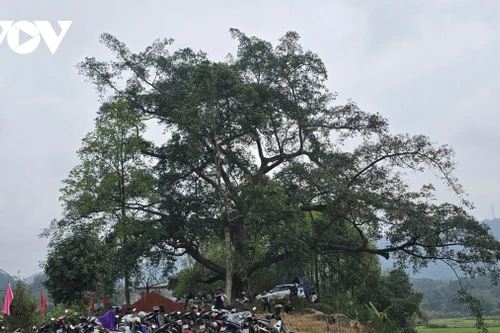 Le banian pluricentenaire du village de Tong Xanh est le lieu des rites sacrés de la fête Roong Pooc du printemps Binh Ngo 2026. Photo : VOV.