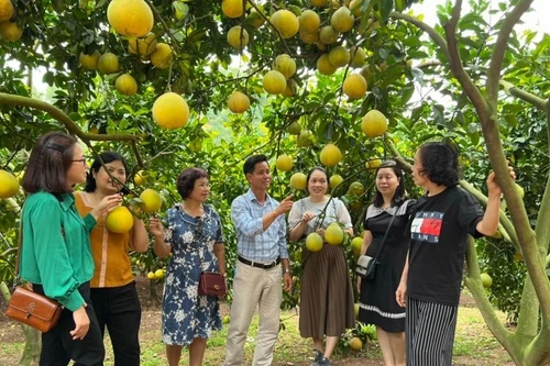 La province de Bac Ninh mettra en œuvre plusieurs mesures pour élargir les zones de culture, notamment pour les arbres fruitiers phares et les légumes. Photo : ministère de l'Industrie et du Commerce.