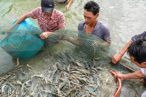Crevetticulture respectueuse de l'environnement à Can Tho. Photo : baocantho.