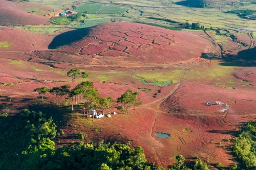 Les herbes roses dominent l'immensité du paysage.