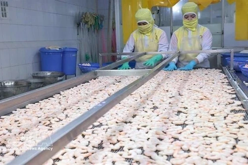 Crevettes transformées pour l'exportation par la société Huy Nam. Photo : VNA.