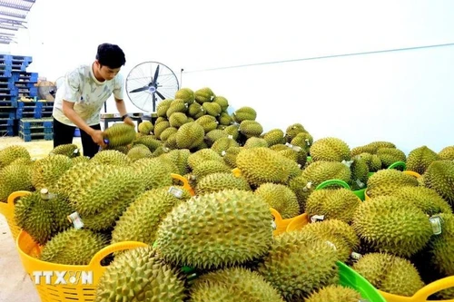 Durian frais, produit d'exportation phare du Vietnam vers la Chine. Photo : VNA.
