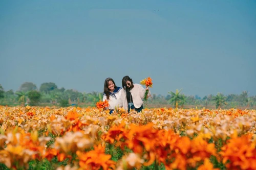 Les champs de lys teintent de jaune les rives du fleuve Kinh Thay