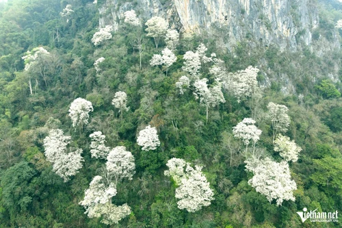 Thanh Hoa : la floraison des Than Mat, une mer de nuages au cœur des montagnes