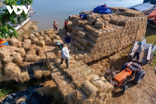 Le marché de paille de Ba Lai (Vinh Long) entre dans sa période d’activité la plus intense de l’année