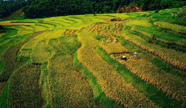 Pu Luong est l’un des rares endroits au Vietnam où l’on peut cultiver deux récoltes de riz par an sur les terrasses. 2-60.jpg