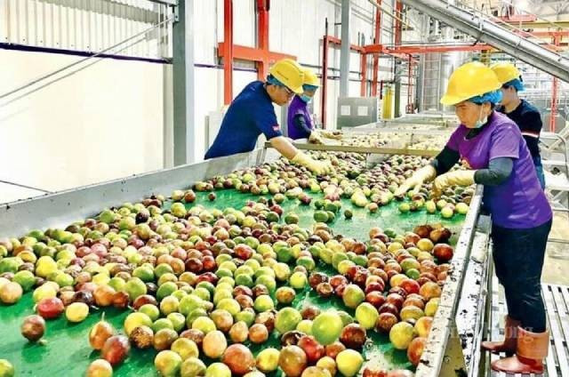 Transformation du fruit de la passion à la société à responsabilité limitée Quicornac. Photo : congthuong.vn 3-56.jpg