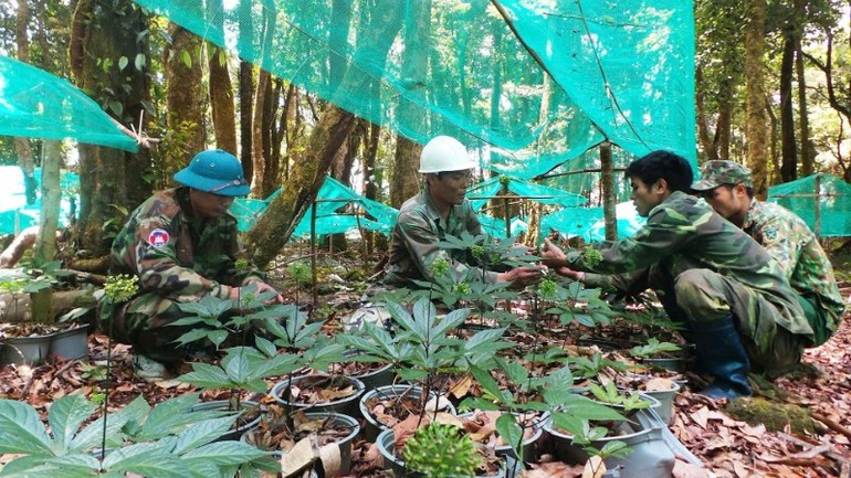 La province de Quang Ngai considère la science et la technologie comme fondement essentiel pour développer le ginseng Ngoc Linh en filière à haute valeur ajoutée. Photo: nhandan.vn 2.jpg