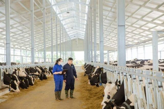 Moc Chau Milk a été mis en place dans le cadre d’un investissement structuré dans de grandes exploitations d’élevage répondant aux normes internationales. Photo : congthuong.vn moc-chau-milk-don-vi-tien-phong-chan-nuoi-bo-sua-1030x686-17483537.jpg