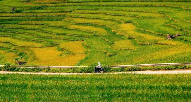 Actuellement, les rizières de Pu Luong ont déjà viré au jaune. Photo: vnexpress.net 3-36.jpg
