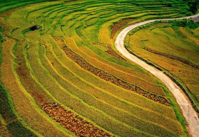 Actuellement, les rizières de Pu Luong ont déjà viré au jaune. Photo: vnexpress.net 5-17.jpg