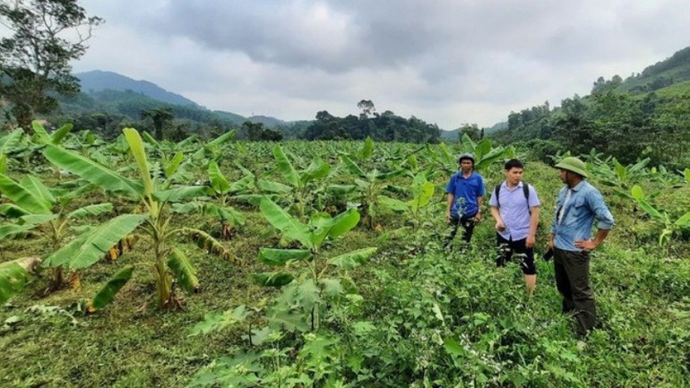 Les bananiers thaïlandais cultivés selon les normes VietGAP par la coopérative agricole Cay Tam, province de Quang Tri. Photo : nhandan.vn chuoi-716.jpg