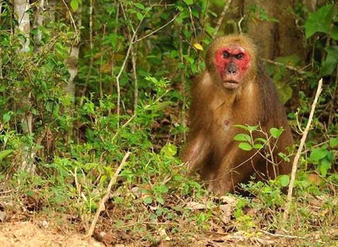 Un Macaque à face rouge (Macaca arctoides). Photo: VNA