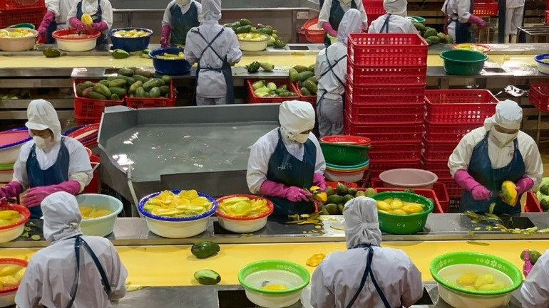 Traitement de fruits frais en vue de la transformation en profondeur. Photo : nhandan.vn e.jpg