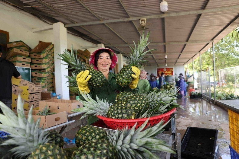Les ananas de la coopérative agricole AE TA, implantée dans la province de Nghe An, ont obtenu l'autorisation d'exporter vers la République de Corée. Photo : VNA