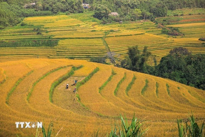 Les rizières en terrasses de Miên Doi représentent un patrimoine inestimable du peuple Muong. Photo: VNA