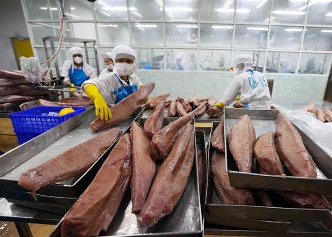 Les exportations de thon du Vietnam vers le Portugal ont connu une forte croissance en 2024. Photo : VNA. Les exportations de thon du Vietnam vers le Portugal ont connu une forte croissance en 2024. Photo : VNA.