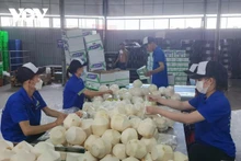 Des noix de coco emballées pour exporter vers la Chine. Photo : VOV.