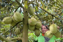 Sur les huit premiers mois de l’année, la Chine a importé près de 2,8 milliards de dollars de produits vietnamiens. Photo : vnexpress.net