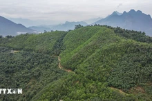 Le Vietnam recevra 5 millions de dollars entre septembre et octobre, provenant du transfert supplémentaire d'un million de tonnes de CO2 à la Banque mondiale. Photo : VNA.
