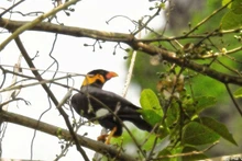 L’un des rares yểng (Gracula religiosa) capturé par un piège photographique dans la réserve naturelle de Dakrong. Photo : VNA.