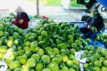 Les pamplemousses à l'exportation. Photo: VNA