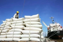 Le Vietnam pourrait exporter un volume estimé à 7,73 millions de tonnes de riz en 2026. Photo : VGP