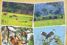 Animaux dans le Parc national de Cat Tien. Photo : VNA.