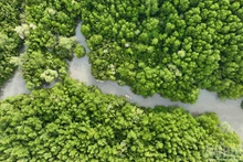Can Gio est célèbre pour son dense réseau fluvial et sa riche faune et flore. Considéré comme le « poumon vert » de Ho-Chi-Minh-Ville, il contribue à la régulation du climat et à la protection de l'environnement. Photo : NDEL.