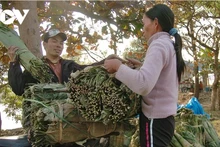 À cette période de l'année lunaire, le village artisanal de banh chung (gâteaux de riz gluant carrés traditionnellement préparés pour le Têt) de Tranh Khuc, en périphérie de Hanoï, est plus animé que jamais. Des camions chargés de feuilles de dong, de haricots, de riz et de gâteaux finis y entrent et en sortent tout au long de la journée. Photo : VOV