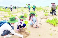 Des touristes plantent des arbres dans la zone côtière de la commune de Thanh Phong (district de Thanh Phu, province de Ben Tre). Photo : NDEL.