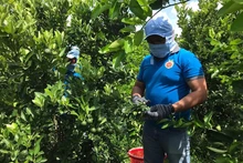 Récolte de citrons sans pépins de la coopérative de fruits biologiques OCOP. Photo : NDEL.