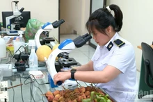 Une cadre de quarantaine végétale de Tan Thanh prélève des échantillons de litchi. Photo : NDEL.
