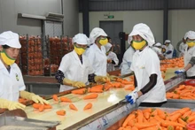 À la fin du mois d’octobre 2025, les exportations vietnamiennes de fruits et légumes ont atteint environ 7,05 milliards de dollars. Photo : NDEL.