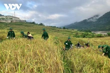 Au début du mois de novembre, lorsque le soleil automnal dore les rizières de Ten Tan, les soldats du poste de garde-frontière de la province de Thanh Hoa revêtent leurs tenues de volontaires et se mêlent aux villageois pour couper le riz. « Le samedi du volontariat » - un geste simple mais empreint d’humanité - est devenu, au fil des années, une belle tradition bien ancrée dans cette unité frontalière. Photo : VOV.