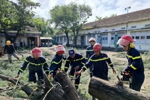 Un arbre tombé près du lycée Nguyen Hong Son, dans le quartier de Xuan Dai, province de Dak Lak, a été dégagé. Photo : VNA.