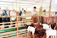 Un modèle d'élevage de chèvres pour créer des zones de matières premières associées à l'écotourisme dans la province de Khanh Hoa. Photo : NDEL.