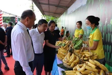 Les bananes sont l’un des produits à base de fruits du Vietnam ayant un grand potentiel d’exportation vers le Japon. Photo : NDEL.
