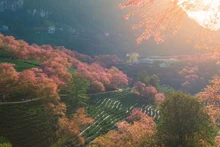 Depuis le début du mois de décembre, les cerisiers roses de la région Ô Quy Hô, dans le quartier de Sa Pa, commencent à s’épanouir. Leurs bouquets d’un rose éclatant recouvrent les pentes des collines, se mêlant aux plantations de thé et aux versants montagneux embrumés, créant un paysage lumineux sur tout un pan du ciel. Photo : tienphong.vn 