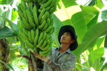 La nouvelle variété de bananes développée par Unifarm présente un taux de résistance allant jusqu’à 98 %, mais sa commercialisation est retardée par des procédures d’homologation longues et complexes pour la protection des obtentions végétales. Photo : VOV.
