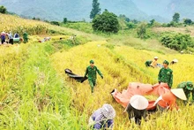 Les soldats du poste de garde-frontière de Chieng Son aident les locaux à récolter le riz. Photo : NDEL.