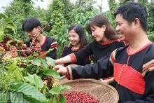 Grâce à la culture du café, les agriculteurs de la province de Dak Lak bénéficient d'une vie de plus en plus prospère. Photo : NDEL.