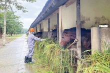 Un coin des écuries. Photo : NDEL.