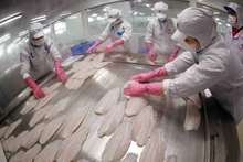 Les exportations de pangasius du Vietnam devraient atteindre près de 2,2 milliards de dollars en 2025. Photo : VNA.