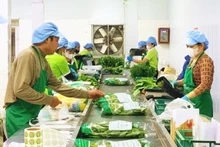 L’emballage de produits dans la coopérative de fruits et légumes de Chuc Son. Photo : hanoimoi.com.vn
